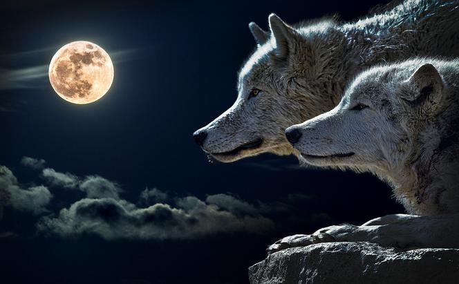 Tej nocy słychać przerażające wycie wilków. To się wydarzy już za kilka dni. Nie zmrużysz oka!