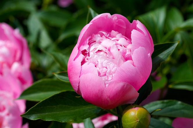 Piwonia chińska - Paeonia lactiflora