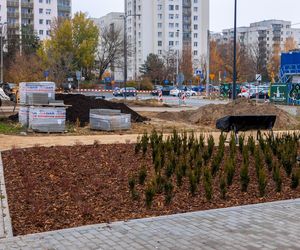 Pierwsze drzewa w parku nad obwodnicą na Ursynowie