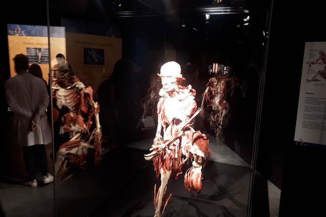 Na wystawie Body Worlds można zobaczyć jak funkcjonuje ludzkie ciało