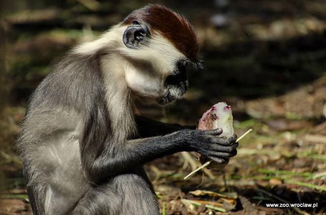 Czas na lody! Małpy z wrocławskiego zoo uwielbiają mrożone smakołyki [GALERIA]