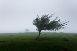 SILNE WICHURY do 85 km/h! Meteorolodzy alarmują, IMGW ostrzega [PROGNOZA POGODY]