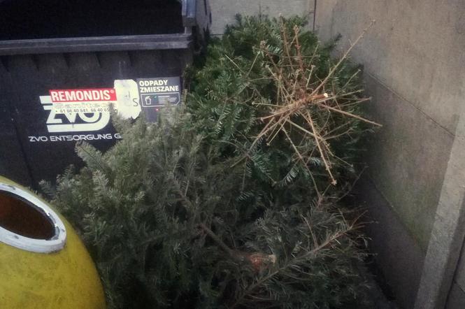 Można bezpłatnie oddać drzewka świąteczne