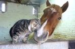 Koń i kot
