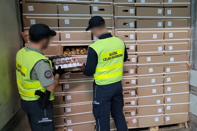 Kontrabanda za 1,5 mln zł ukryta w cebuli. Podlaska KAS udaremniła przemyt papierosów