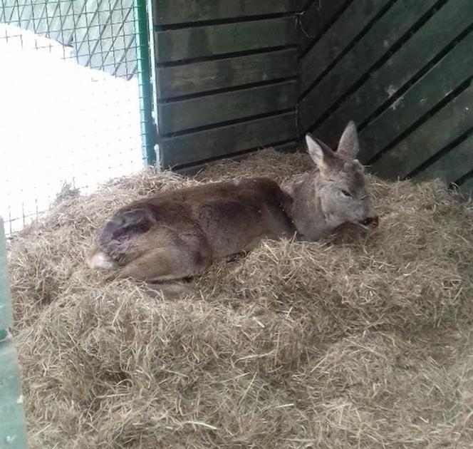 Te zwierzęta mogły nie przeżyć! Uratowała je Straż Miejska [GALERIA]