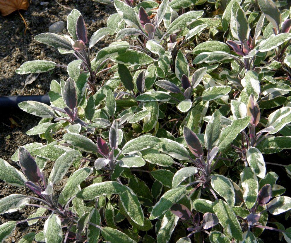 Szałwia lekarska 'Tricolor'