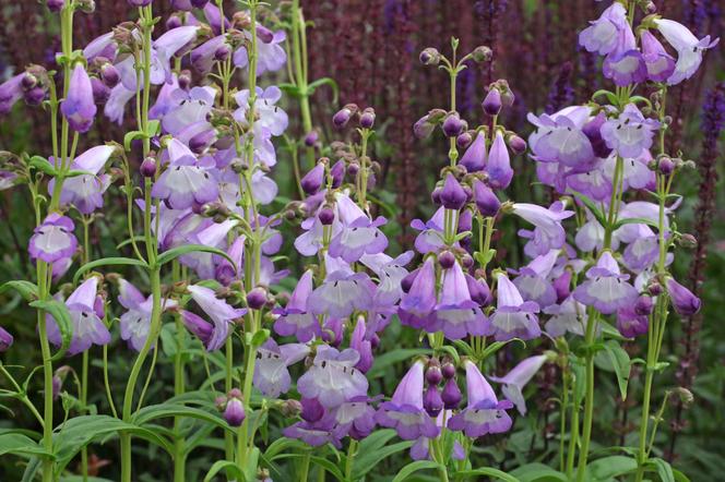 Penstemon 'Pensham Dorothy Wilson