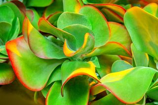 Kalanchoe wiechowate - Kalanchoe thyrsiflora