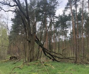 Liczą straty po wichurze