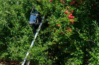 Praca, którą  można wykonywać bez znajomości języka