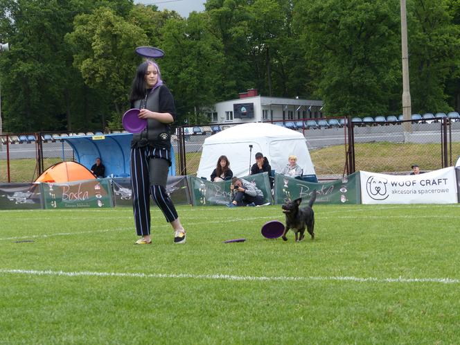 dog frisbee w Iławie