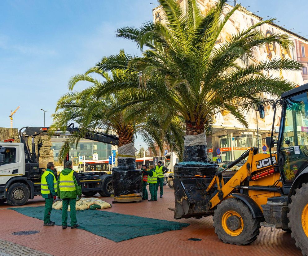 Katowicki rynek stracił palmy. Wszystko przez zimę