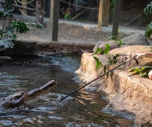 Orientarium Zoo Łódź. Pierwsze karmienie Krakena w historii ogrodu. To największy krokodyl w Europie [ZDJĘCIA].