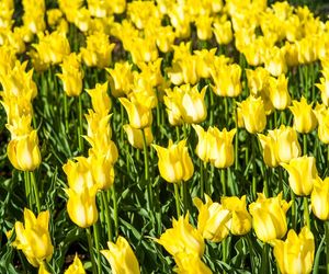 Tulipany liliokształtne