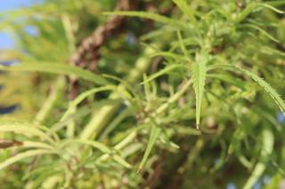 To koniec słynnego pola konopi w Lublinie?! Hemplab rezygnuje z dzierżawienia go od rolnika