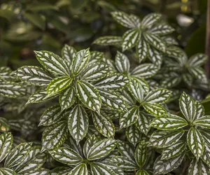 Pilea Cadiera - Pilea cadierei 