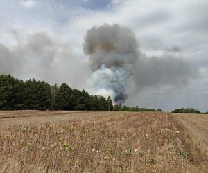 Potężny pożar lasu na Lubelszyczyźnie. Strażacy walczą z żywiołem 