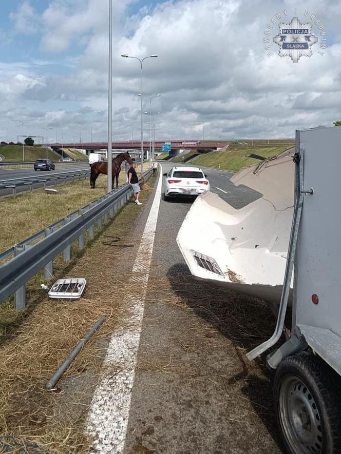 Gliwice. Na autostradzie stoi koń. Uwaga kierowcy!