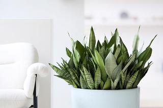 Niewymagające kwiaty doniczkowe. Zdjęcia