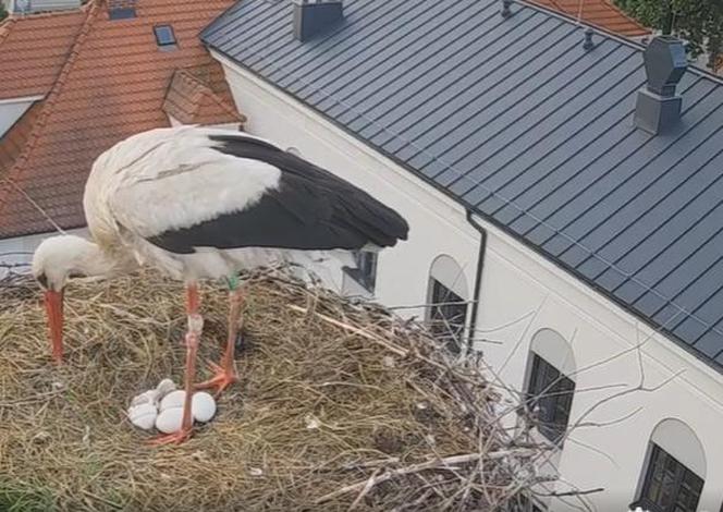 Przygodzice. Jest pierwsze pisklę w gnieździe!