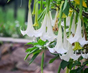 Niesamowita Datura. Zdjęcia