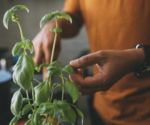 Bazylia na wzdęcia i niestrawność. Właściwości lecznicze bazylii