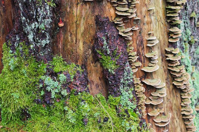 Puszcza Białowieska – ostatnia taka puszcza w Europie