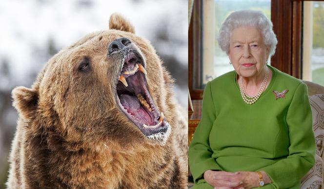 Niedźwiedzie i wilki na królewskich ziemiach! Elżbieta II przerazona?