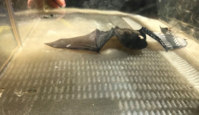 W lokalu na Starym Mieście spał Batman. Musiała interweniować straż miejska [FOTO]