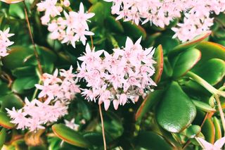 Rozsypuję i podlewam grubosza raz na dwa tygodnie. Drzewko szczęścia lubi tę odżywkę i odwdzięcza się kwitnieniem