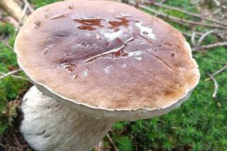 Ale okazy! Takie grzyby są na Dolnym Śląsku. Mieszkańcy chwalą się zbiorami 