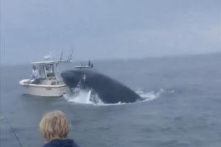 Ogromny wieloryb zaatakował łódkę i wywrócił ją do góry nogami. Wstrząsające nagranie!