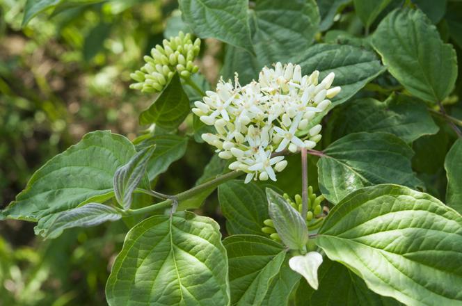 Dereń świdwa - Cornus sanguinea