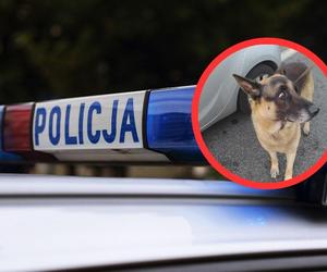 Policjantka uratowała psa. Stał na środku ruchliwej ulicy 