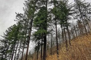 Najwyższe drzewo w Polsce rośnie na Dolnym Śląsku. Ma 120 lat i niemal 60 metrów wysokości!