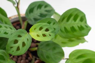 Maranta