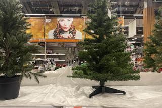 Gdzie kupić choinki w Krakowie? Znamy ceny