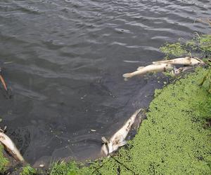 Śnięte ryby w Wiśle w Krakowie! Przyrodnicy alarmują [ZDJĘCIA]