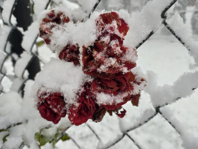 Pierwszy śnieg w regionie tarnowskim