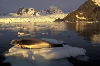 Podróże senatorów: Nie było ich tylko na Antarktydzie