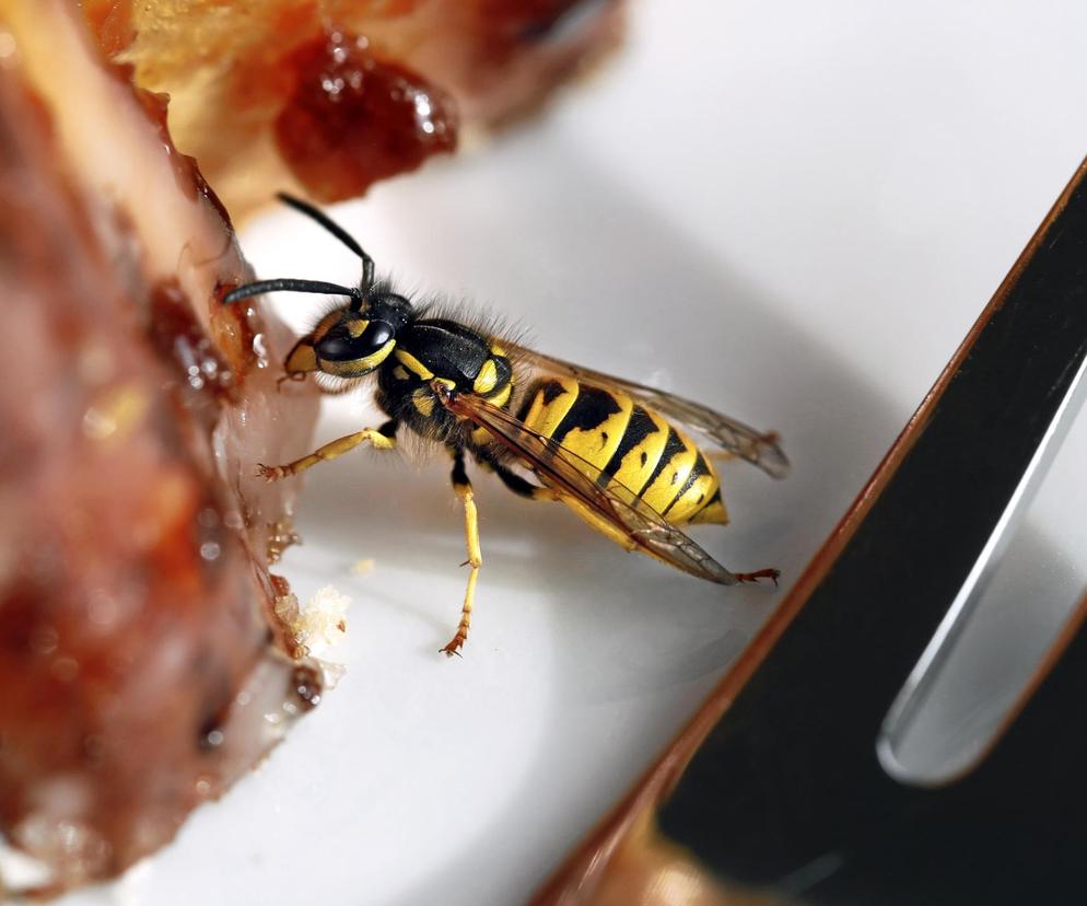 Już nie jarzynowa i tatar. Oto, czym najłatwiej zatruć się na wakacjach