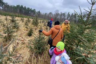 Leśnictwo Grodziec organizuje choinkobranie 2024. Można samemu wyciąć choinkę