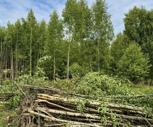 Kontrowersyjna wycinka w Mysłowicach zatrzymana. Interweniował prezydent 