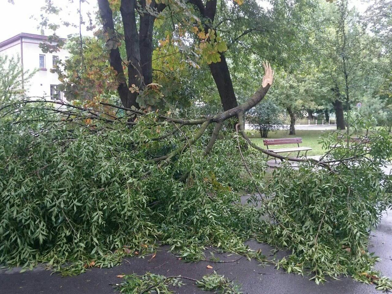 Gałąź ZABIŁA człowieka! Dramatyczne skutki nawałnicy nad powiatem grójeckim