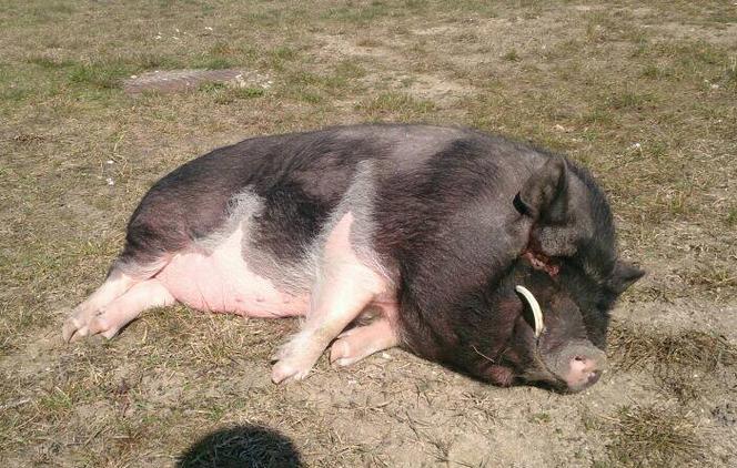 Wietnamska świnka znaleziona w Warszawie