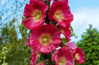 Malwa różowa (Alcea rosea)