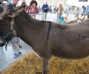 ZOOPARK w Lublinie. „Postawiliśmy na polski las. Chcemy promować nasze zwierzątka”