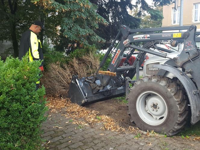 Bukszpany zrobiły miejsce na nowy pomnik w Lesznie. Poświęcony będzie żołnierzom generała Józefa Hallera