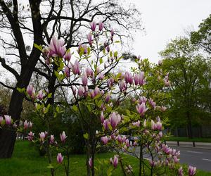 Szlak magnolii Szczecin